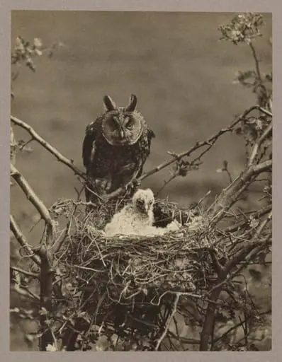 Long Eared Owl, by Zoological Photographic Club