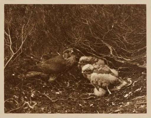 Merlin, by Zoological Photographic Club