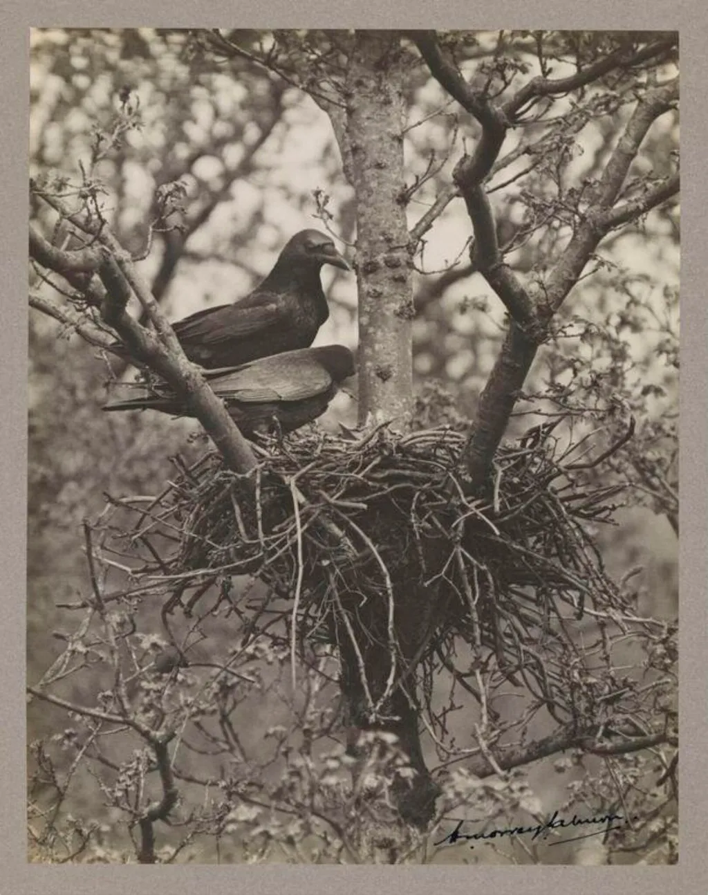 Pair of Carrion Crows, by Zoological Photographic Club, photographic