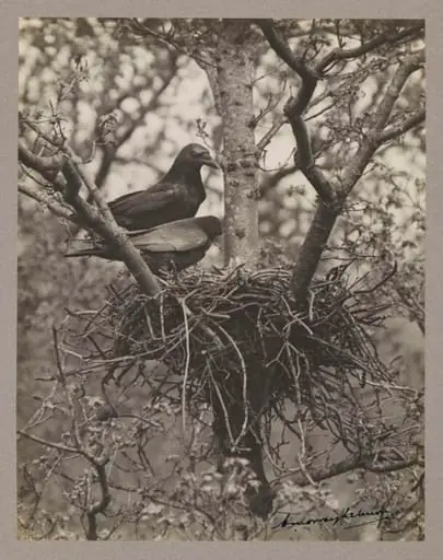 Pair of Carrion Crows, by Zoological Photographic Club