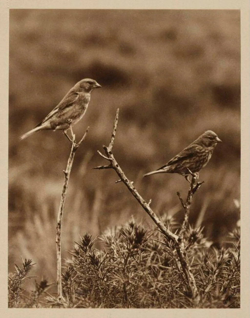 Pair of Linnets, by Zoological Photographic Club, photographic