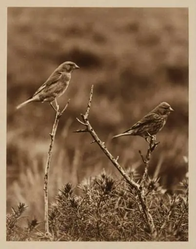 Pair of Linnets, by Zoological Photographic Club
