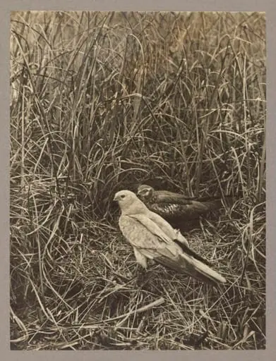 Pair of Montague's Harriers, by Zoological Photographic Club