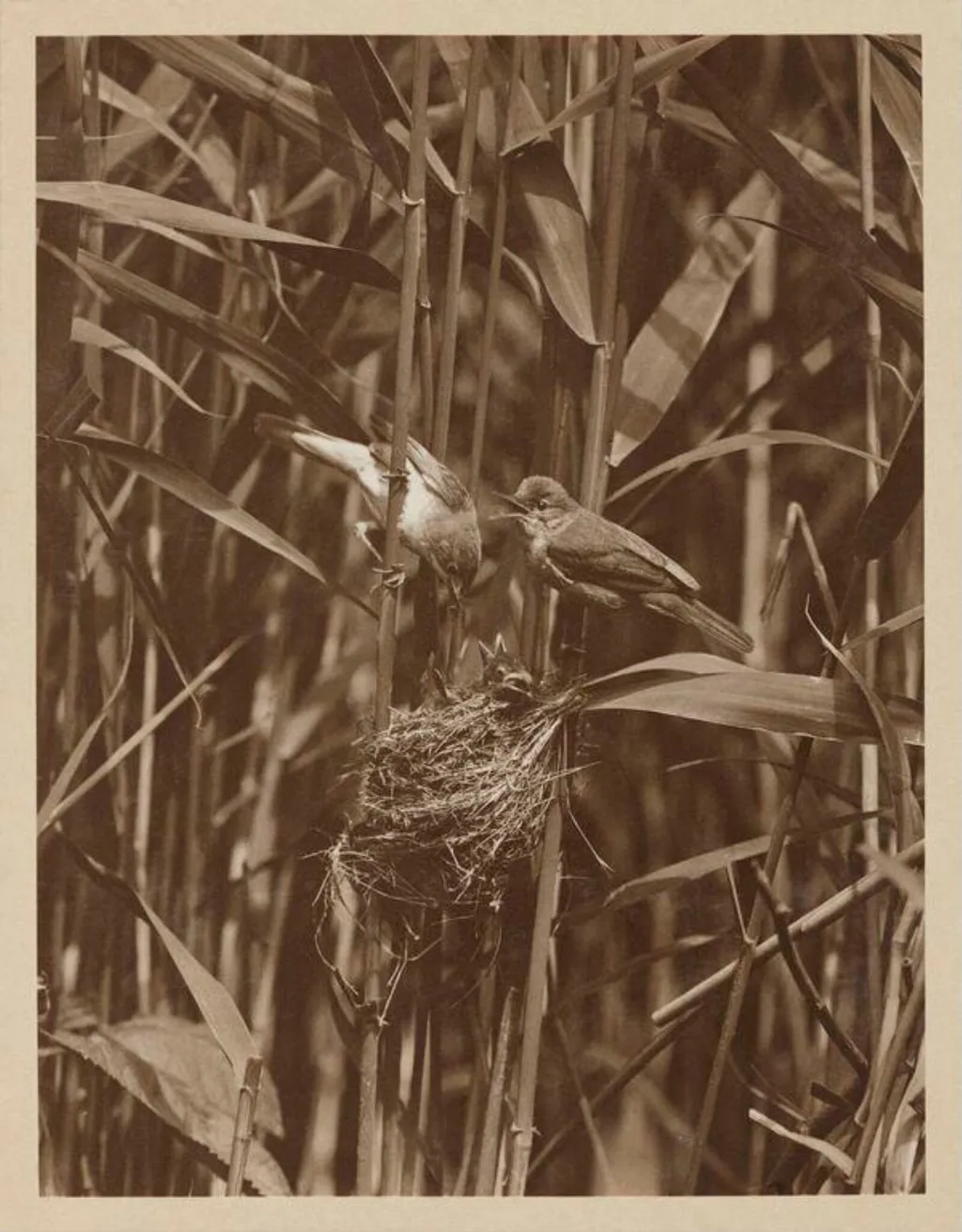 Pair of Reed Warblers, by Zoological Photographic Club, photographic