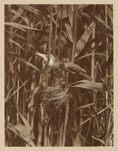 Pair of Reed Warblers, by Zoological Photographic Club