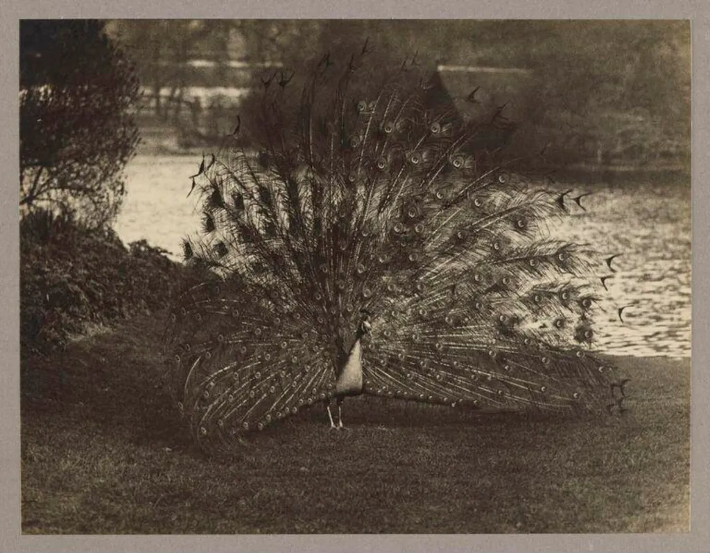 Peacock, by Zoological Photographic Club, photographic