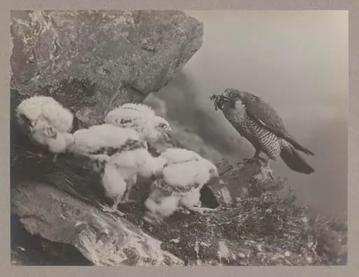 Peregrine Falcon, by Zoological Photographic Club