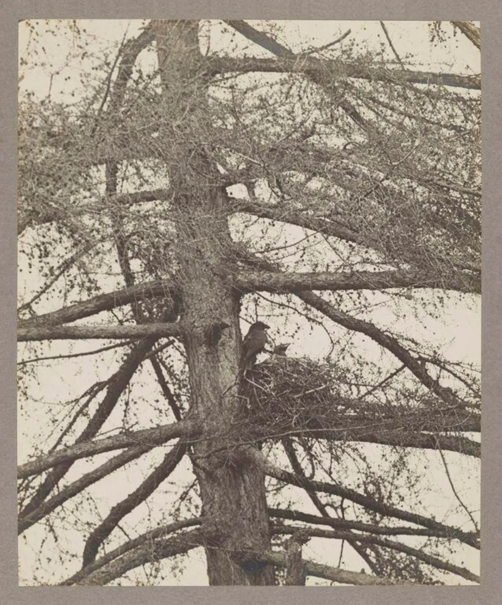 Raven at Nest, by Zoological Photographic Club, photographic