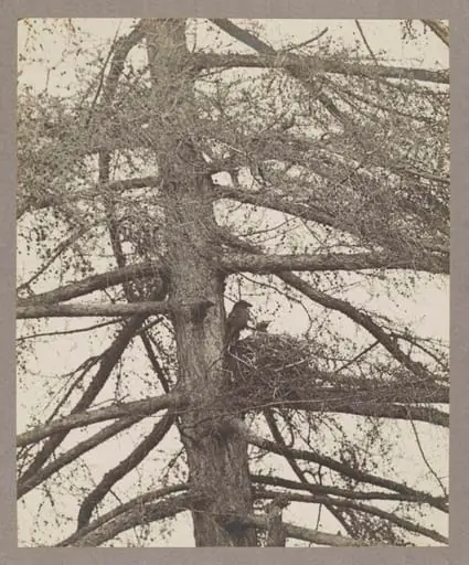 Raven at Nest, by Zoological Photographic Club