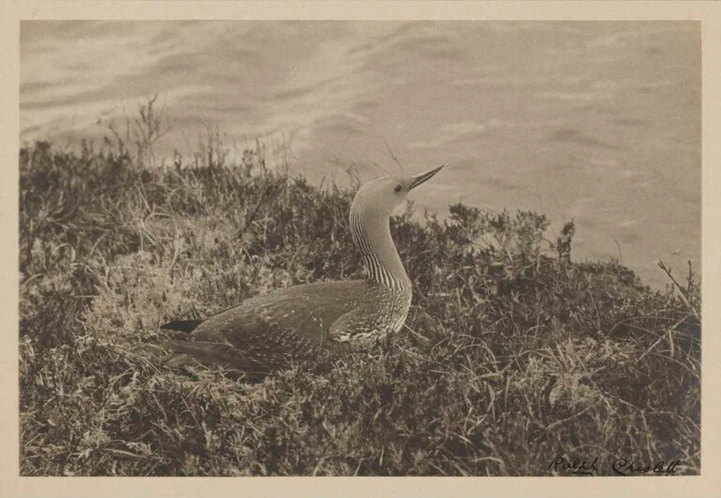 Red-throated Diver, by Zoological Photographic Club, photographic