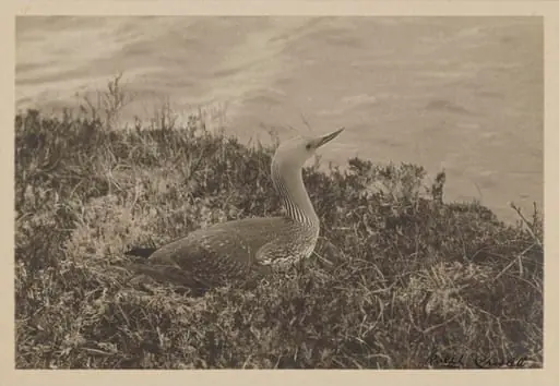 Red-throated Diver, by Zoological Photographic Club