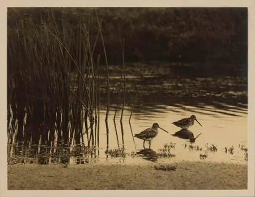 Snipe Feeding, by Zoological Photographic Club