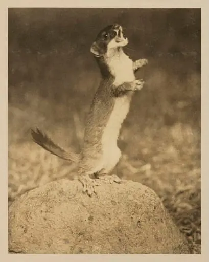 Stoat