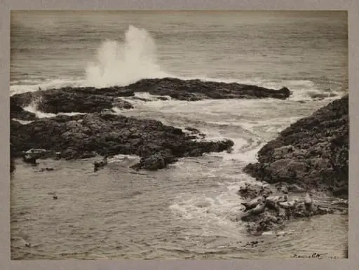The Seal Harbour, by Zoological Photographic Club