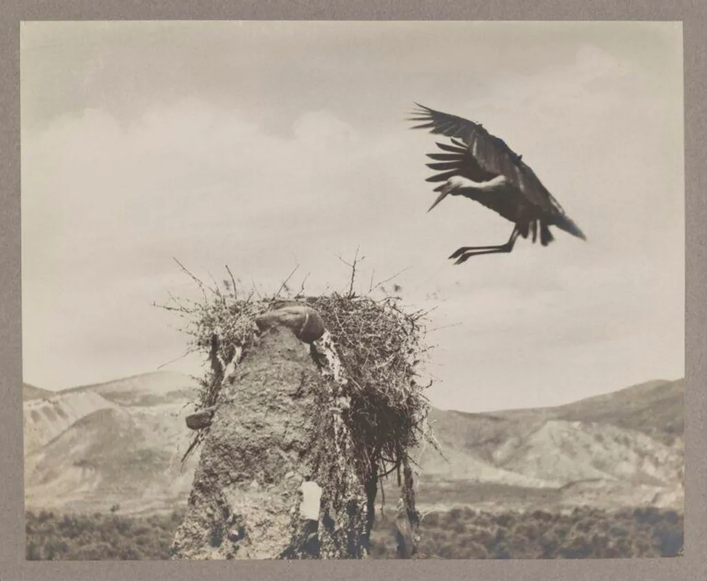 The Stork Alights, by Zoological Photographic Club, photographic