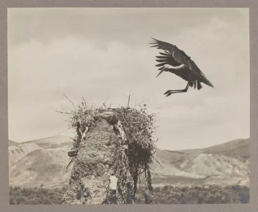 The Stork Alights, by Zoological Photographic Club