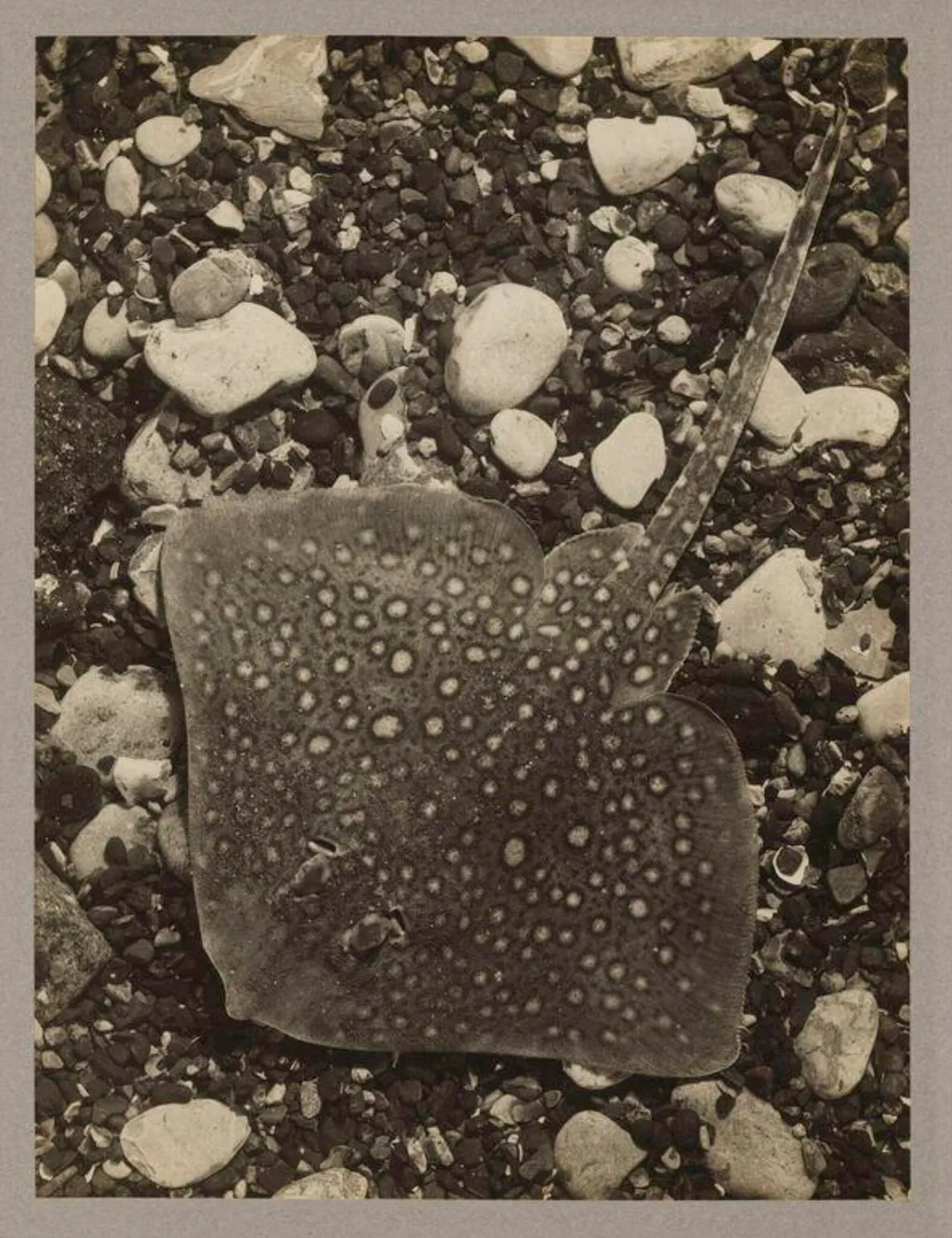 Thornback Ray, by Zoological Photographic Club, photographic