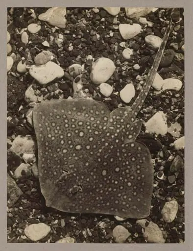 Thornback Ray, by Zoological Photographic Club
