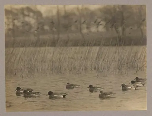 Widgeon, by Zoological Photographic Club