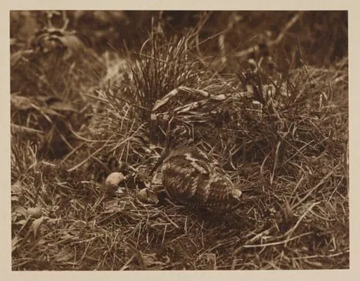 Woodcock, by Zoological Photographic Club