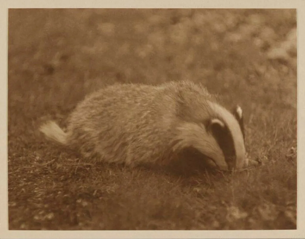 Young Male Badger, by Zoological Photographic Club, photographic