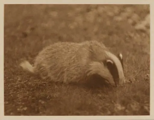 Young Male Badger, by Zoological Photographic Club